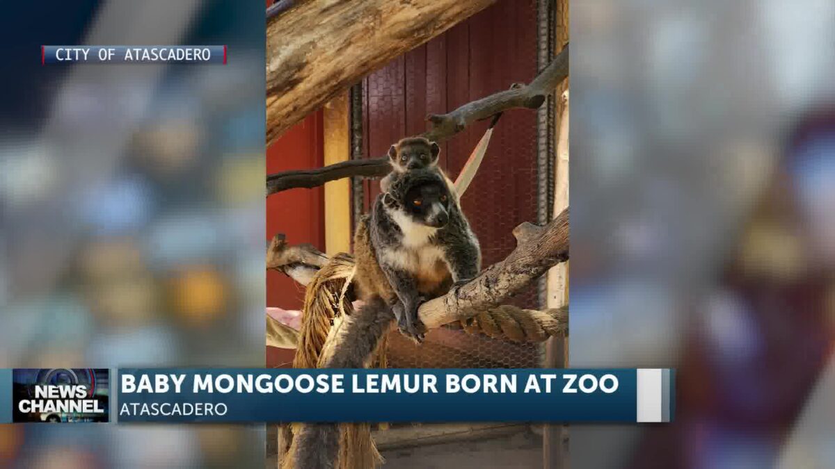 Baby Mongoose Lemur Makes Public Debut at the Central Coast Zoo!