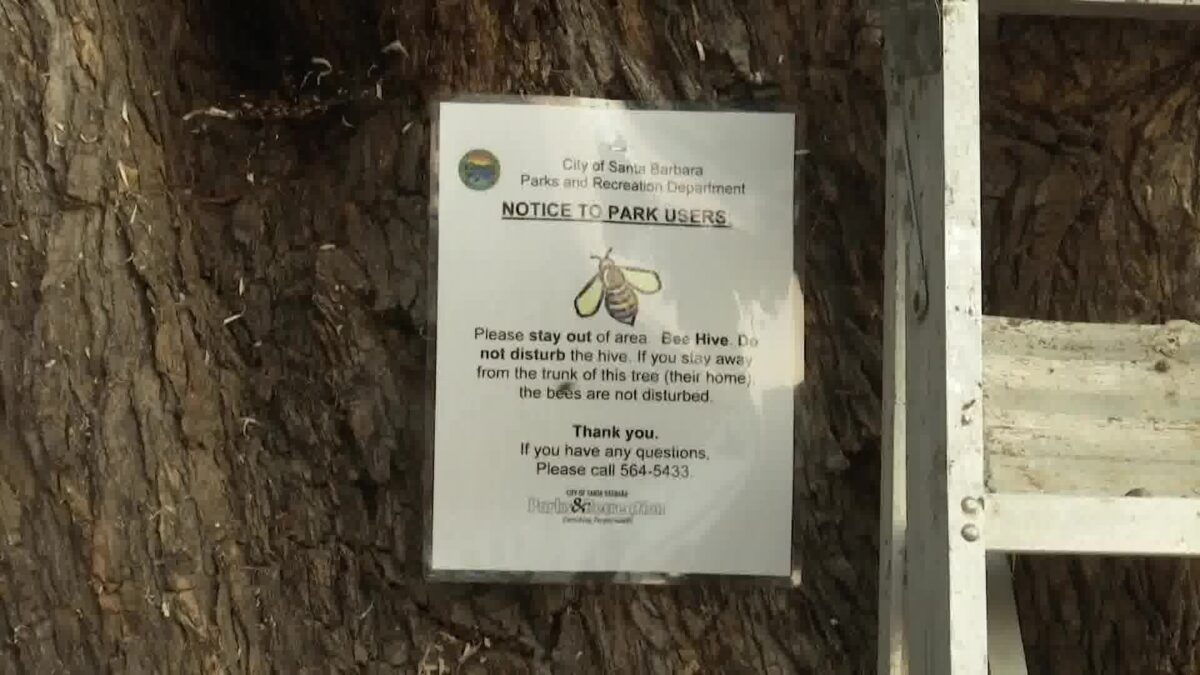 Bees removed from Santa Barbara City Hall Pepper Tree