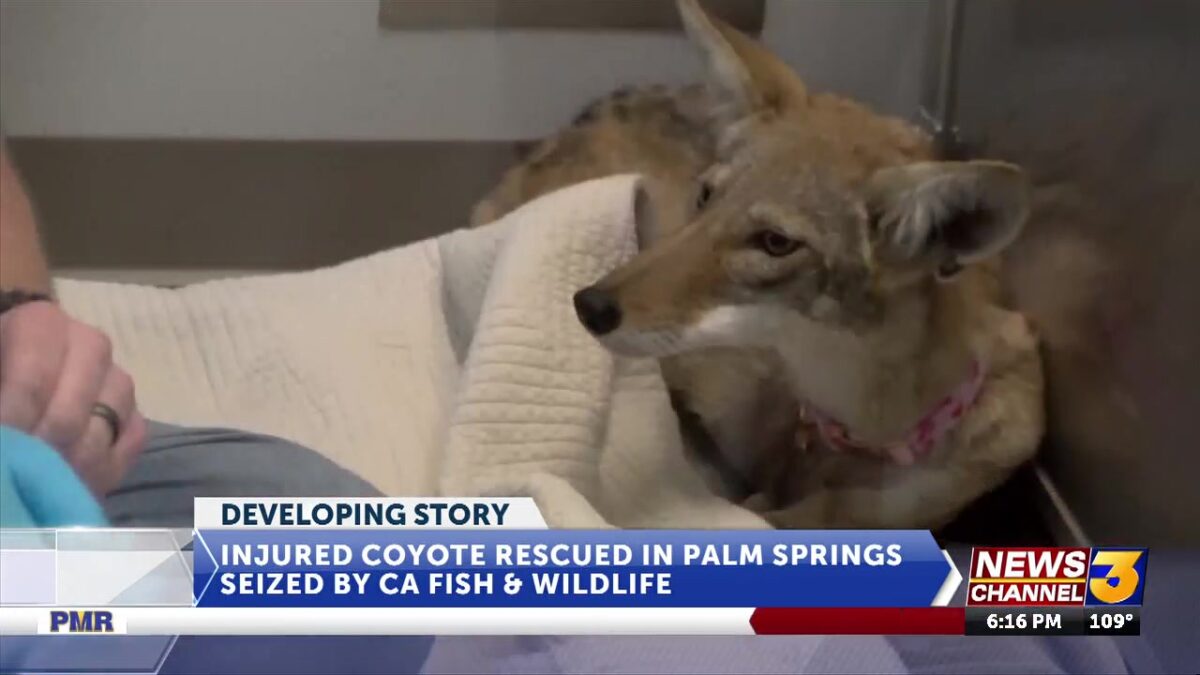 Injured coyote rescued in Palm Springs seized by CA Fish & Wildlife