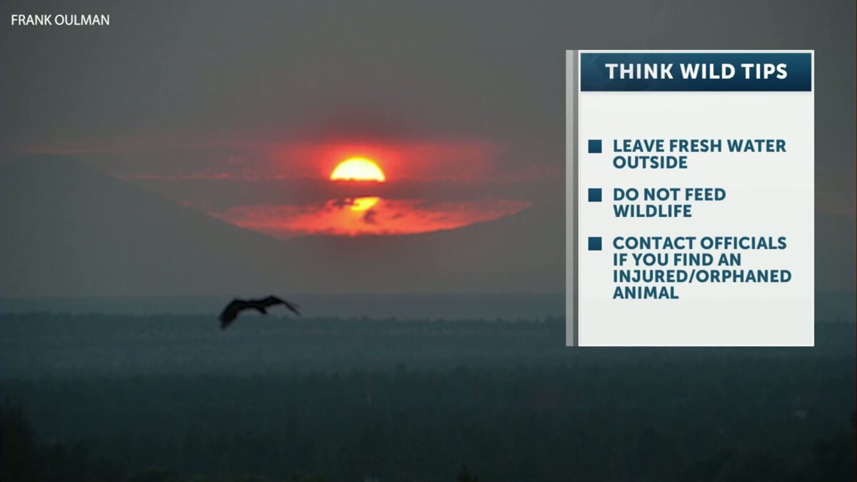 Think Wild offers tips for aiding wildlife as Central Oregon battles Flat Fire