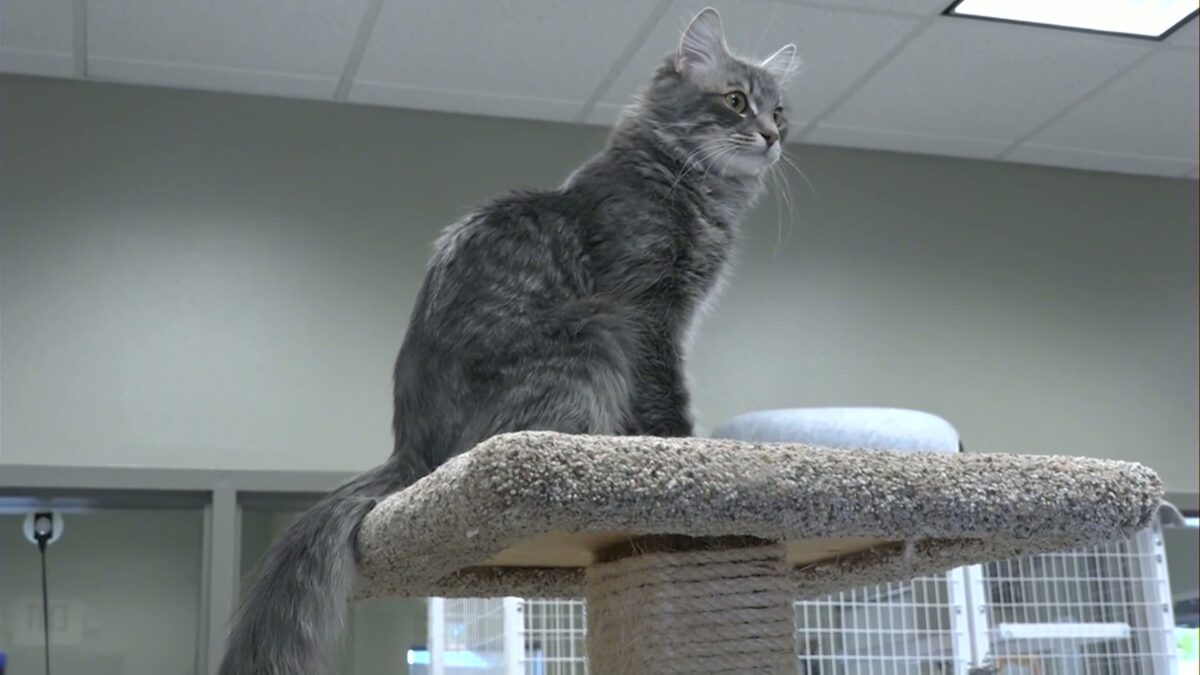 Clear the Shelters: loving animals at Brightside seeking their ‘fur’-ever homes