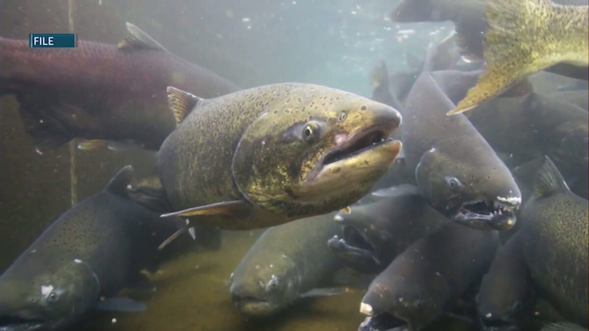Shifting Seasons: Climate change’s impact on Oregon’s native fish populations