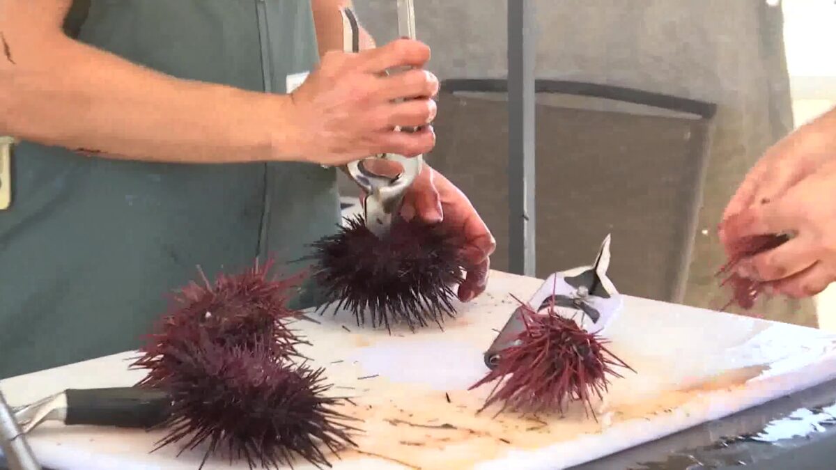 Changes with Urchin Boat Docks at the Santa Barbara Harbor May Open Slots