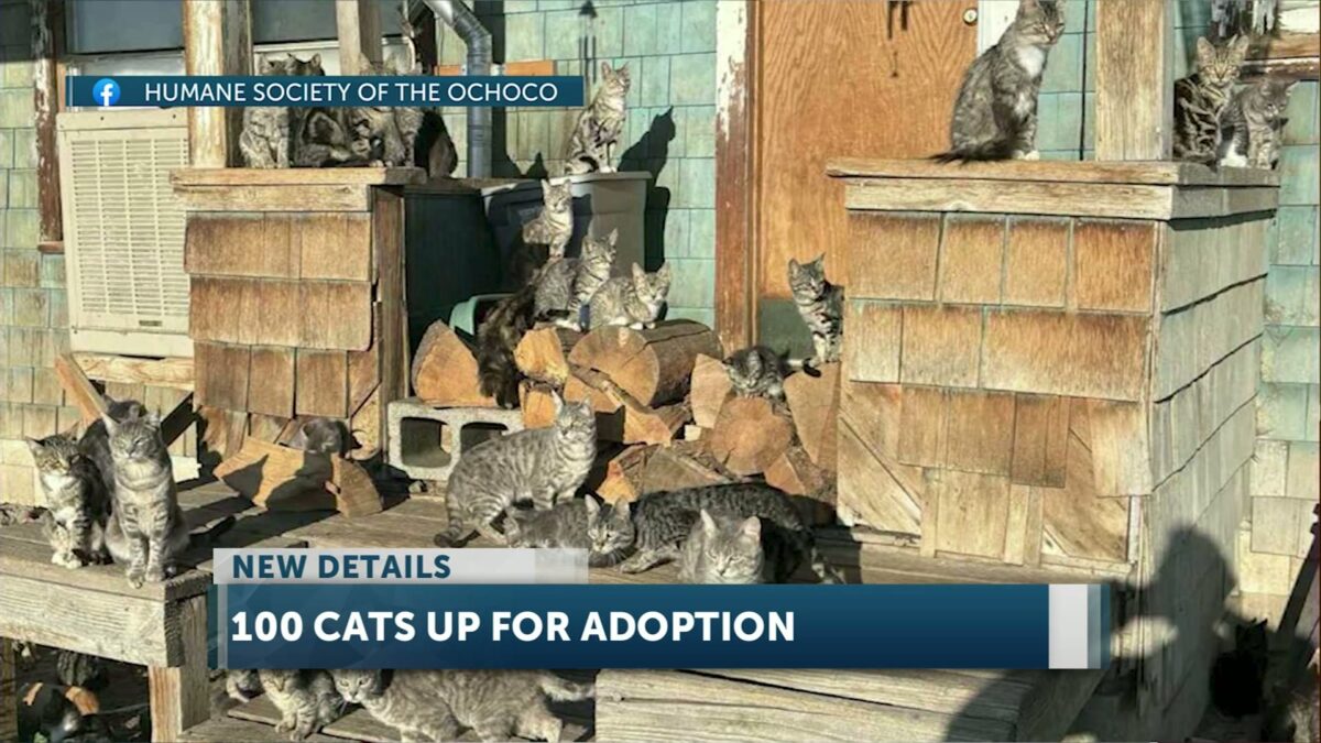 Feline overload: More than 100 cats are up for adoption at the Humane Society of the Ochocos