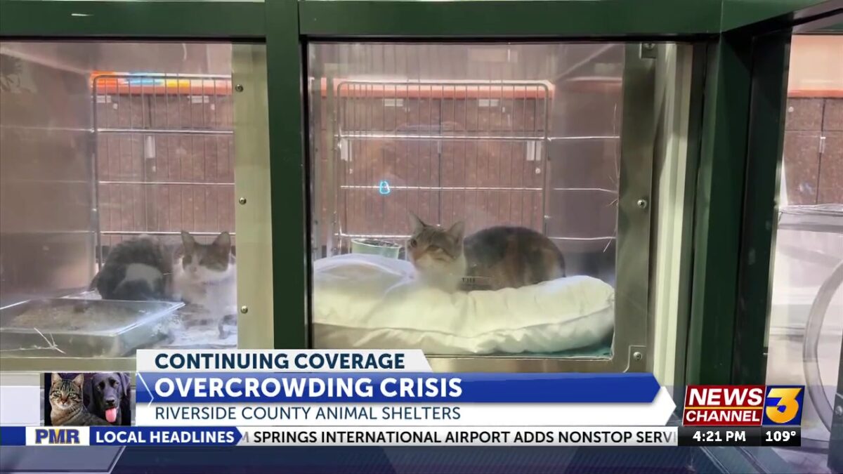 Riverside County Animal Shelters seeing some relief through Adopt a Hero campaign