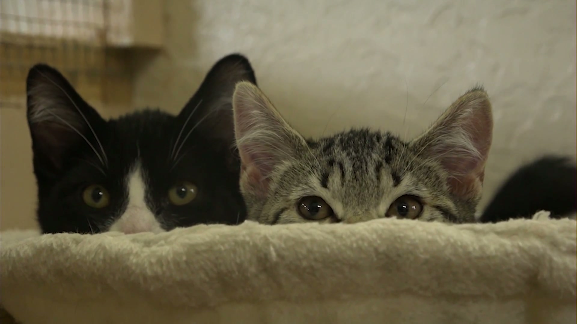 The Humane Society of the Ochocos is helping “Clear the Shelters” of long time residents and new