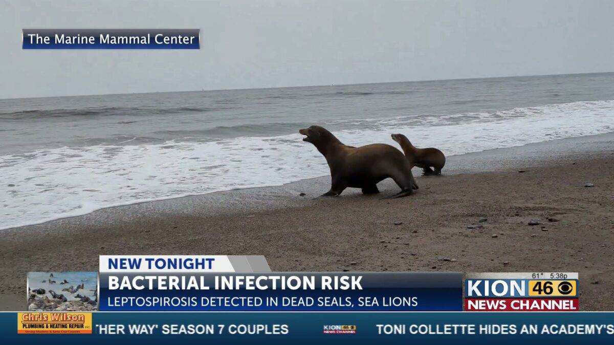 Bacteria detected in dead seals raises health concerns along the coast