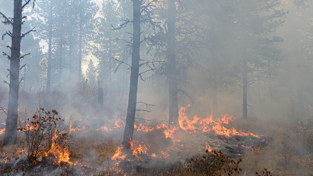 U of I lands $1.4M grant to train next generation of wildland fire scientists