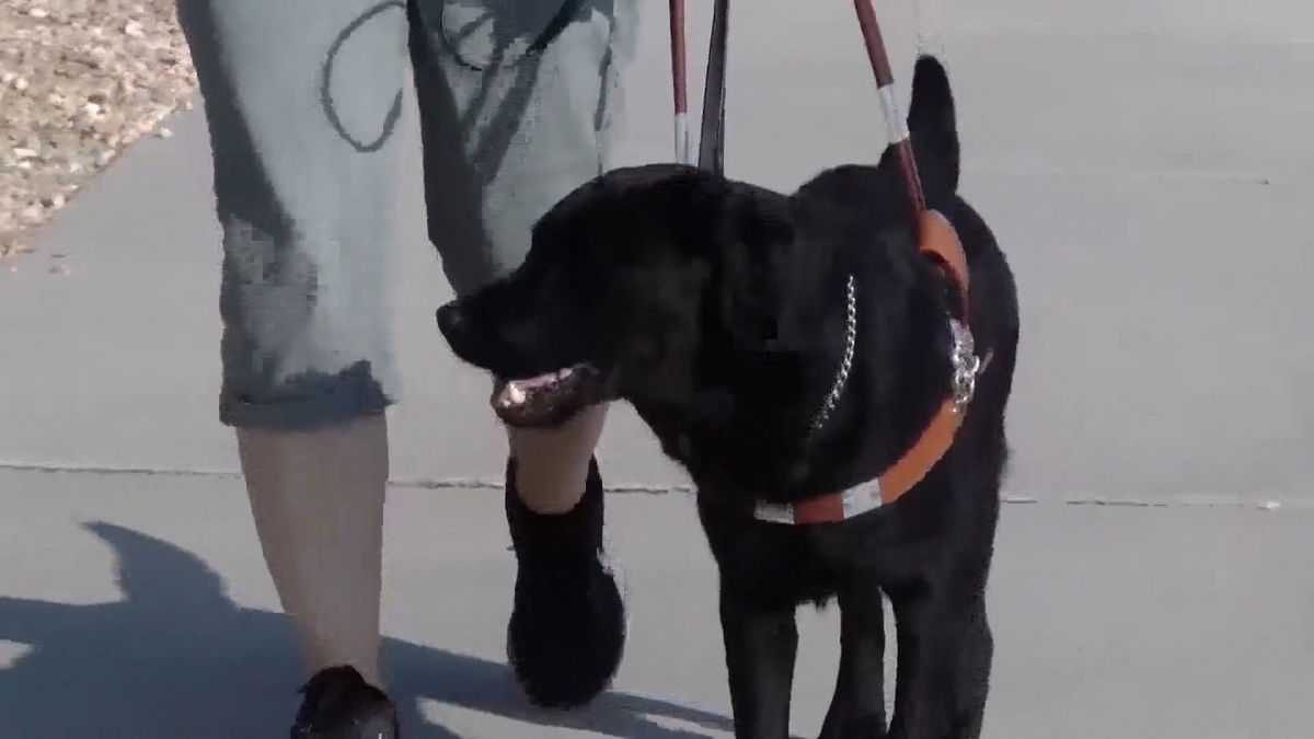 National Guide Dog Month