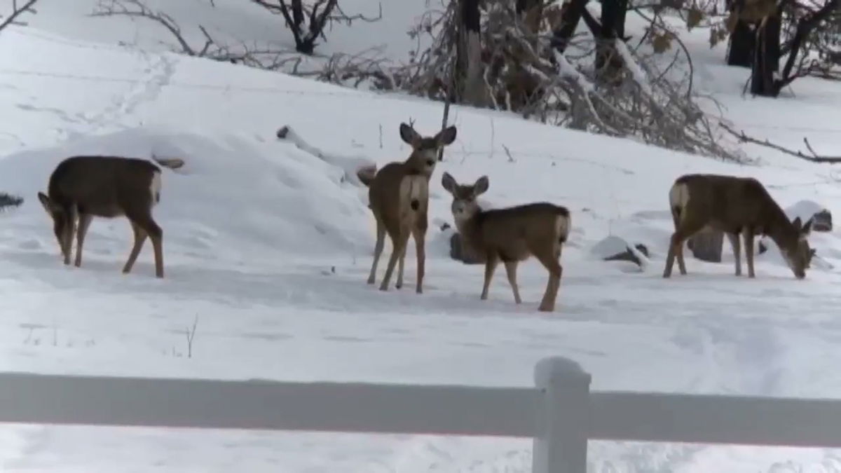 Chronic Wasting Disease testing for deer now mandatory north of Idaho Falls