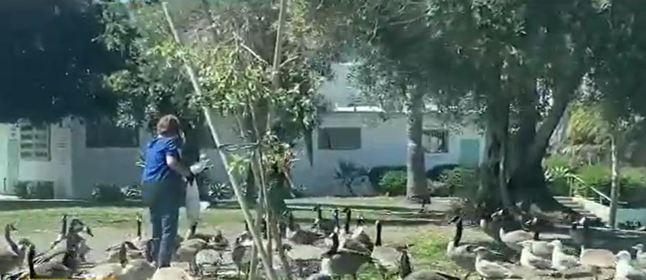 Geese have overrun  Alondra Park in Lawndale