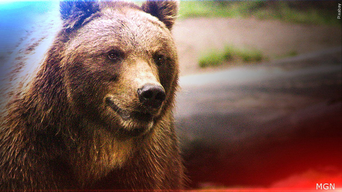 Solo hiker hospitalized after bear encounter near Yellowstone Lake