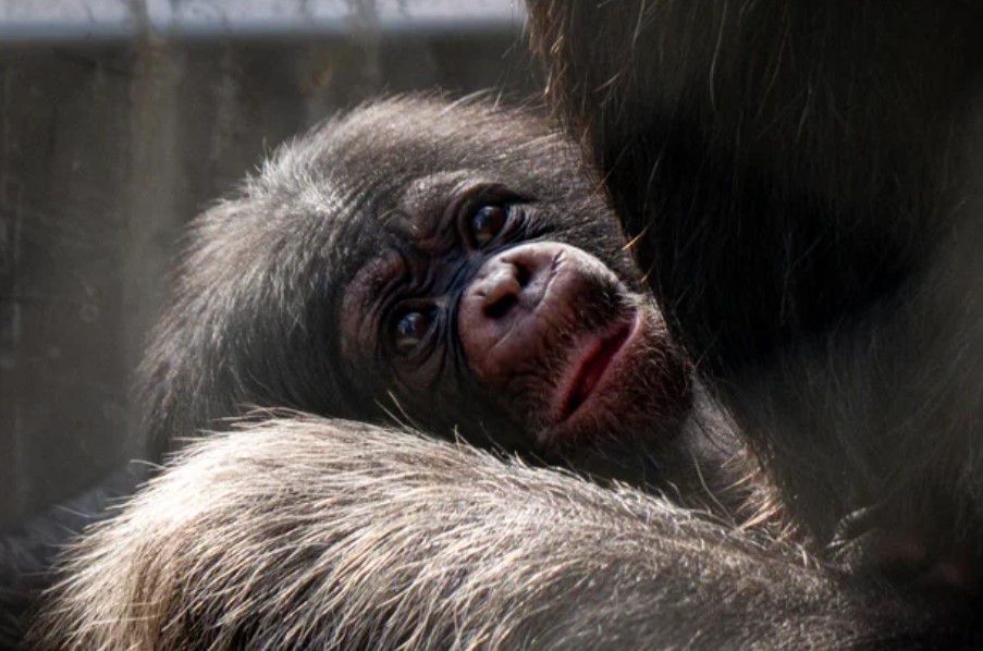 The first infant was born on Aug. 20 to 35-year-old mother Yoshi and 26-year-old father Pu'iwa. The second infant was born on Sept. 9 to 18-year-old first-time mother Vindi.