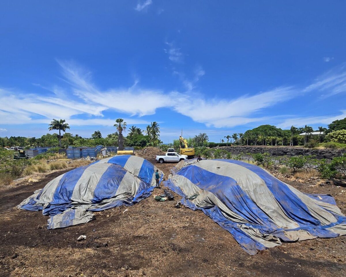 Continued efforts against to prevent coconut rhinoceros beetles took place in areas of Hawaii Island including Keahole Ag Park.