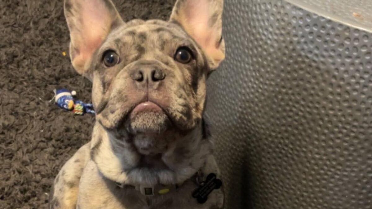 A Valley family continues searching for their beloved emotional support dog Sir Chauncey