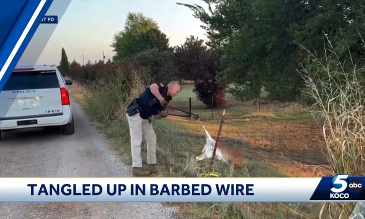 Piedmont police recently took an odd call involving a fawn caught up in a fence and quickly responded to save the four-legged leaper.