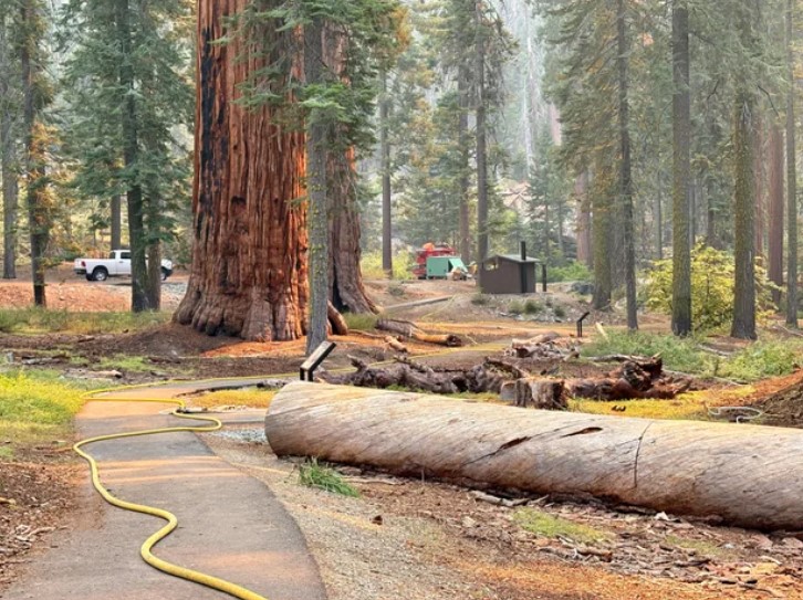 Hoses being laid and sprinkler systems being set up along the McKinley Grove trail.