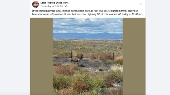 Runaway emu Bert is reunited with Ernie after Pueblo Park adventure.