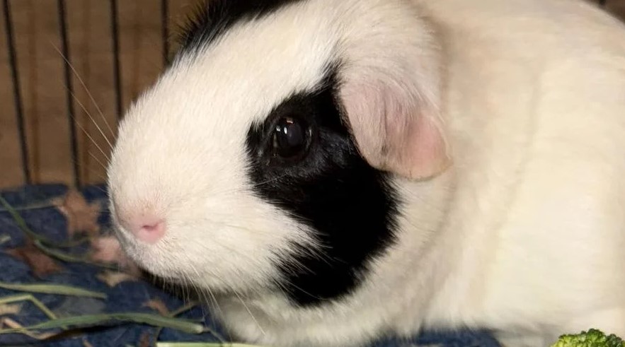 The Pima County Sheriff's Department confirmed 24 guinea pigs that were stolen from a Marana animal rescue on Tuesday
