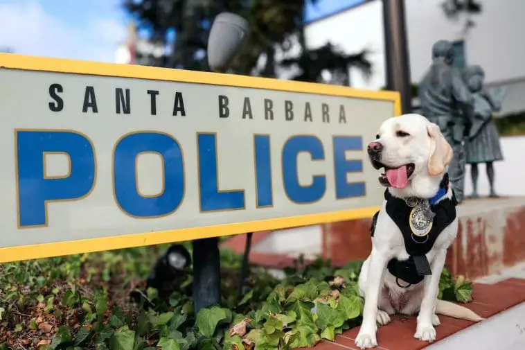 Meet Cota! The New Santa Barbara Police Department Support Canine
