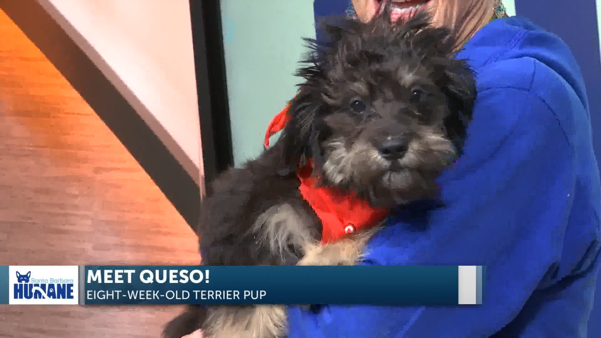 The Morning News orders extra Queso with SB Humane