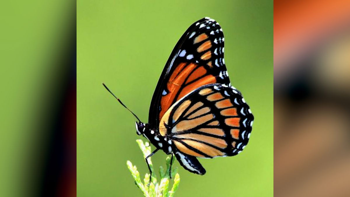 Conservation groups celebrating Idaho state insect through the month of September
