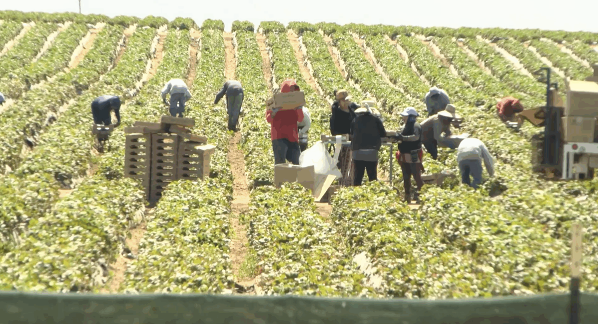 Farmers slammed by 1