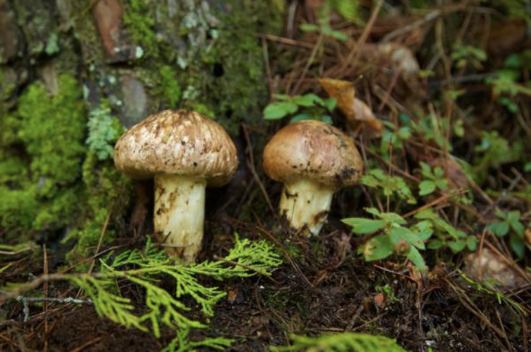 Matsutake mushroom harvest season opens Sept. 2nd on the Deschutes National Forest
