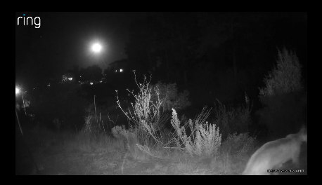 Mountain Lion spotted near Seascape Sunday night