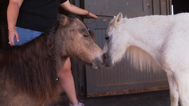 Four severely malnourished mini horses that were surrendered to Polk County Animal Control in April are on the mend.