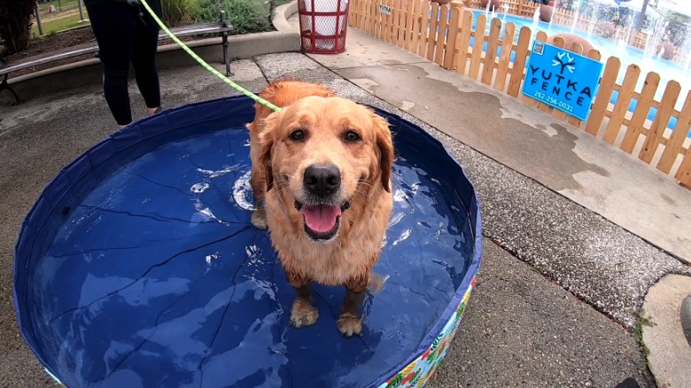 Hundreds filled the Henry Maier Festival Park grounds on Sept. 20 for Milwaukee's first Paw Fest. The paw-some event featured more than 60 vendors for both humans and pets