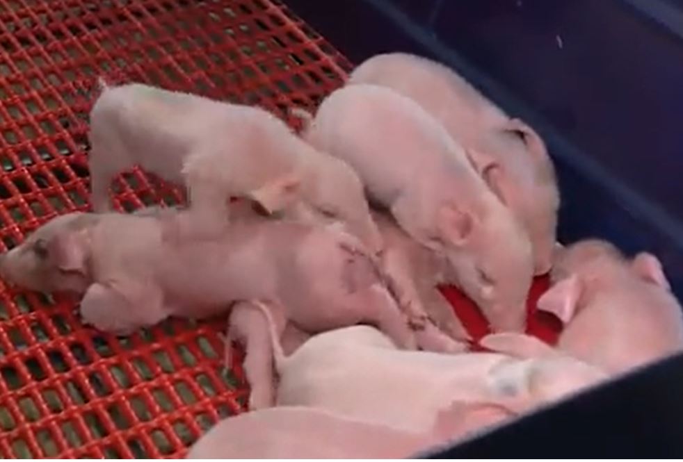 Oklahoma State fairgoers can find the Animal Birthing Center to see some of the goats and piglets born in Oklahoma.