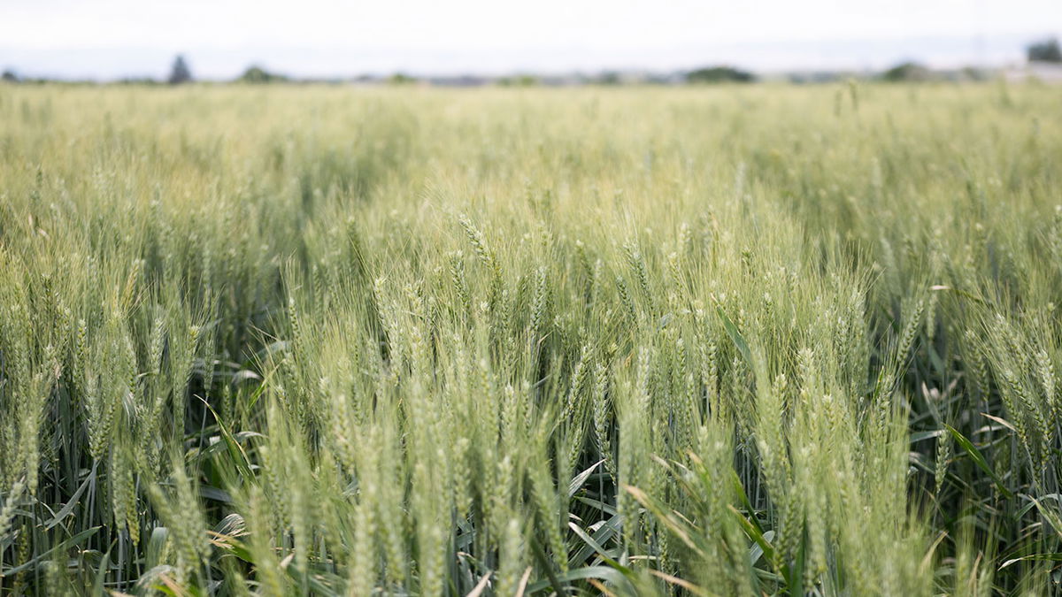 Idaho’s wheat lands $1.2 billion deal with Taiwan