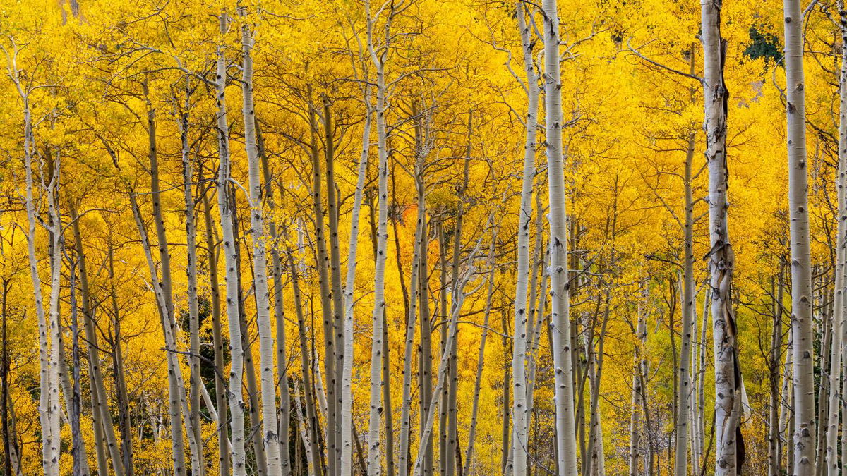 Planning to check out Colorado’s Fall colors? Here are the rules officials say you need to follow