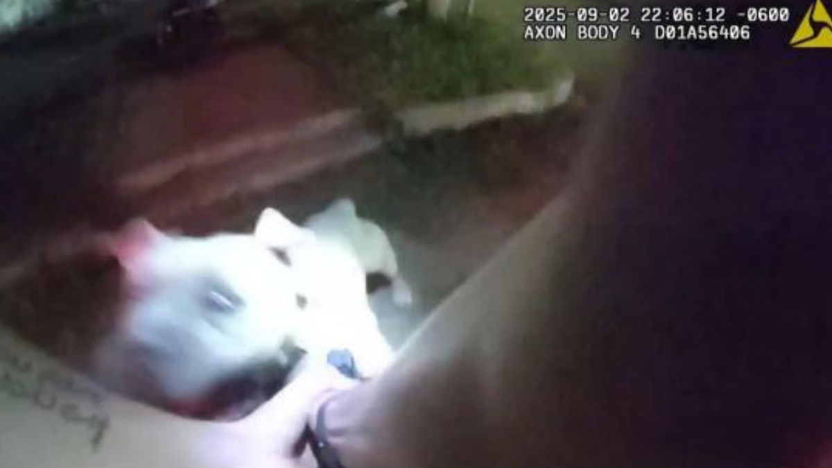 Rocky Ford police officer attacked by dog while responding to shots-fired call