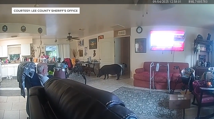 Body camera video shows a boar charging at Lee County deputies.