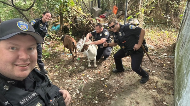 Baltimore Police and community members helped to return a herd of lost goats to their home on September 13