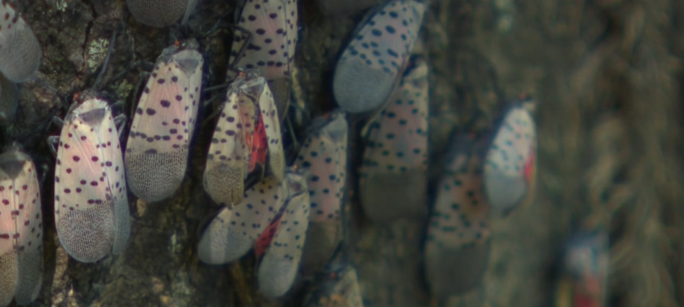 Spotted lanternflies are an invasive species in Maryland