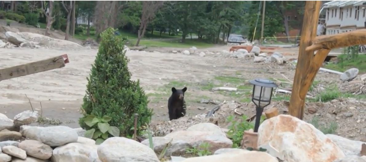 One man in Chimney Rock says bears have been coming onto his property since the storm
