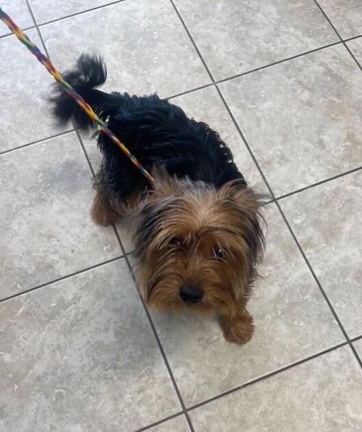 Police confirmed that the couple who dropped the dog off did not find it on the side of the road