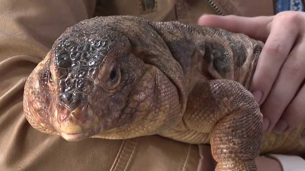 The Animal Rescue League of Iowa is expanding its reptile response with help from Spock’s Sanctuary