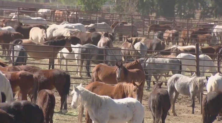 Horses in prison vocational program need new home.