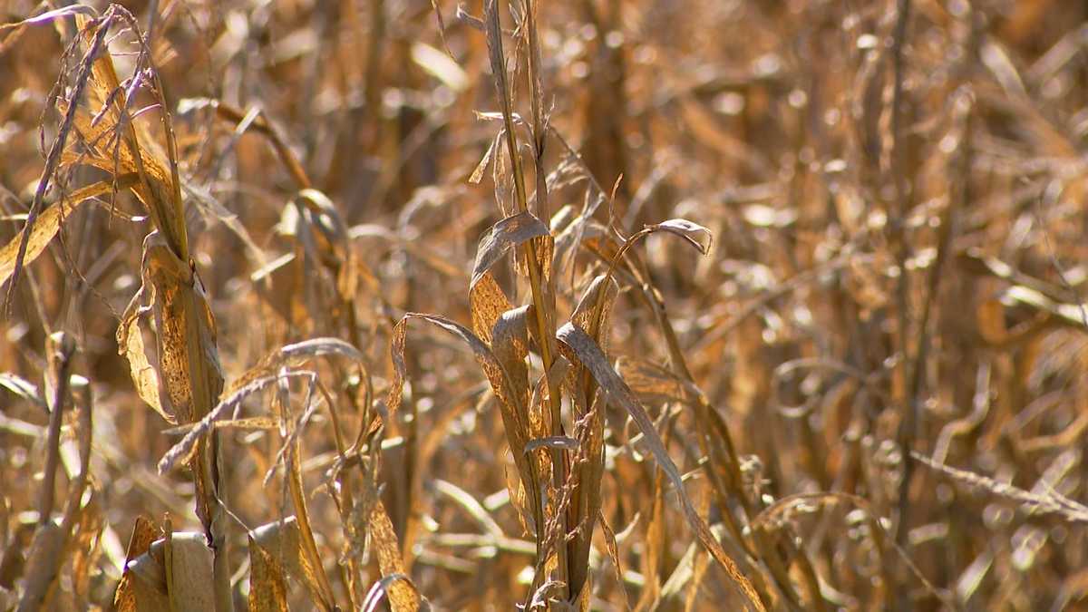 Some farmers say the recent wet weather has been too much for their crops.