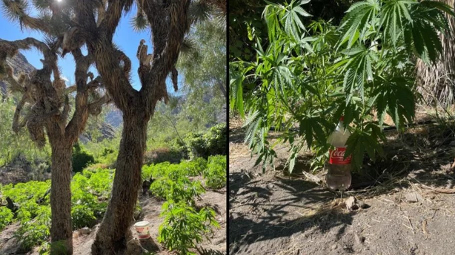 Illegal cannabis growing site in San Bernardino County raided by the Marijuana Enforcement Team of the California Department of Fish and Wildlife in the summer of 2025.