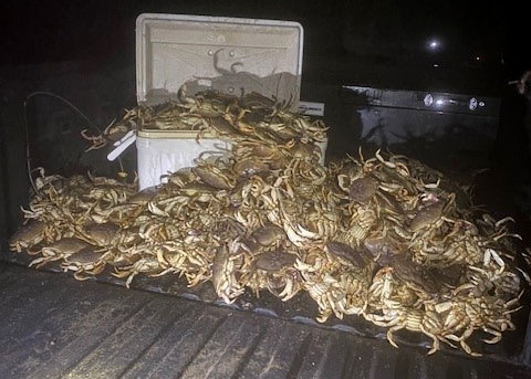 Officials said most of the taken crabs were undersized