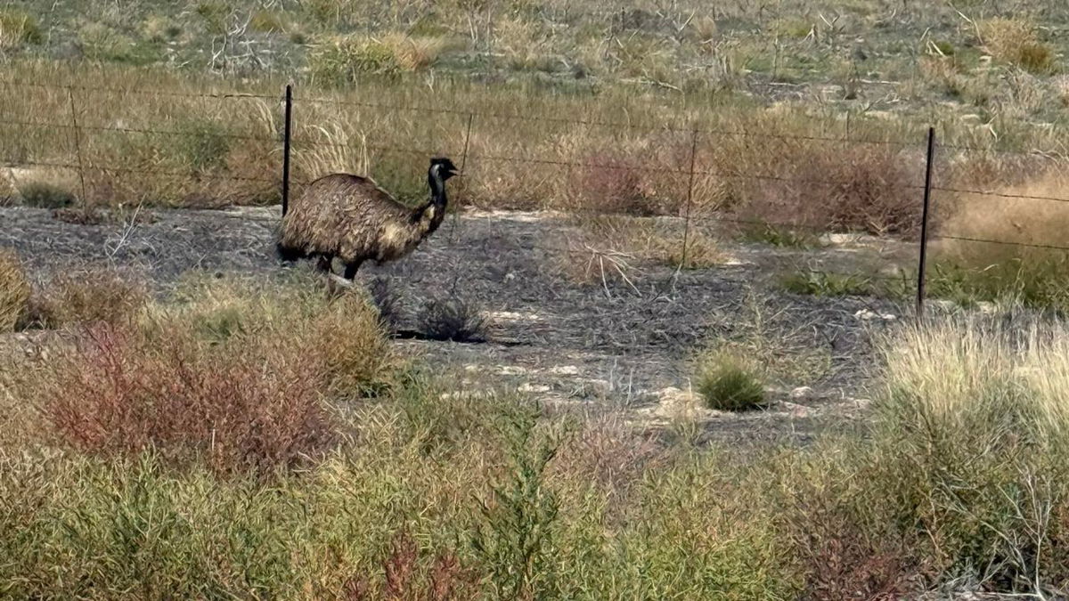 Did you lose an emu in Pueblo?