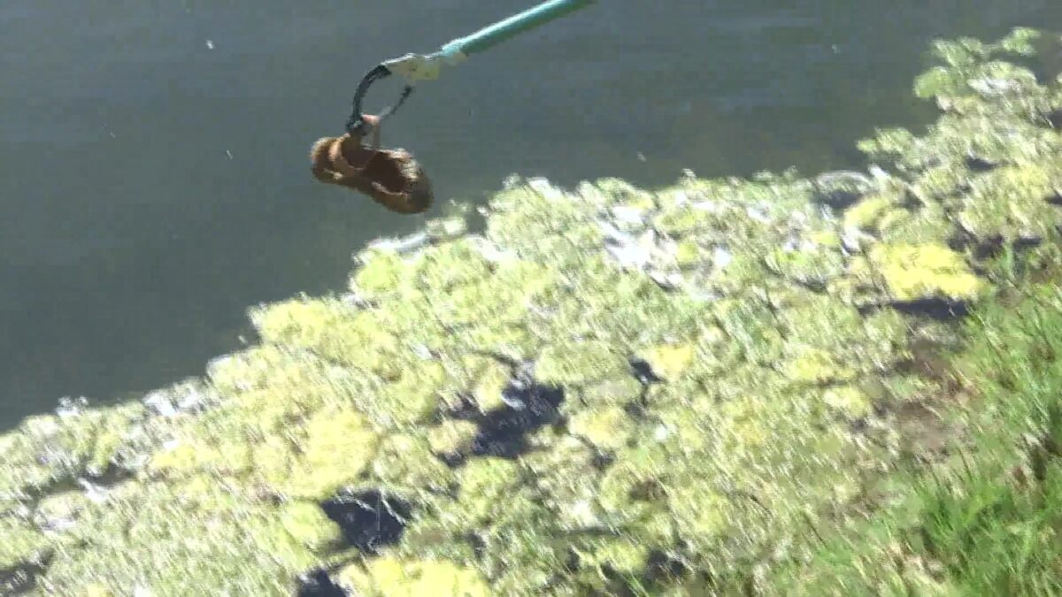 Coastal Cleanup Day Will Revive Local Environment