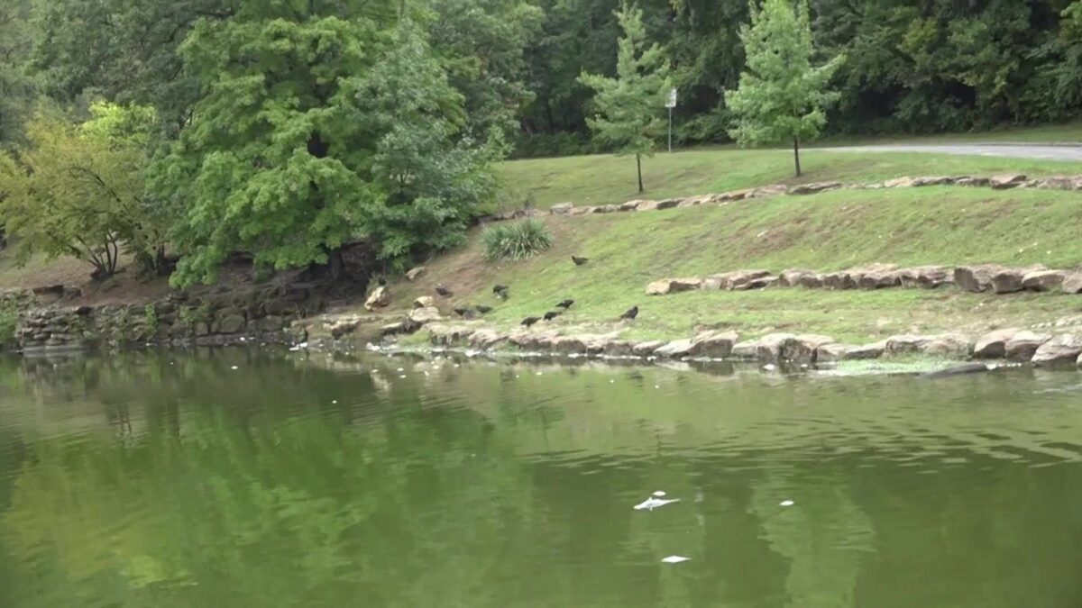 Fish dead in Krug Park pond due to algae bloom