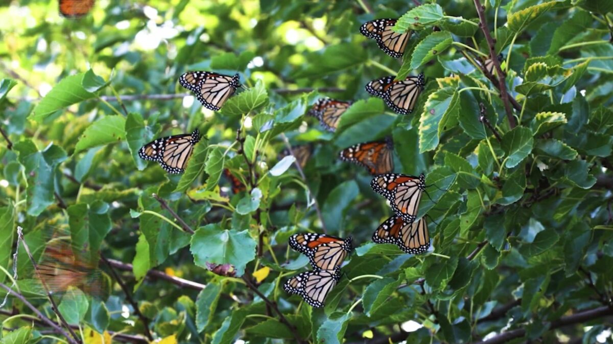 Missouri volunteers lend helping hand tagging monarch butterflies during fall migration