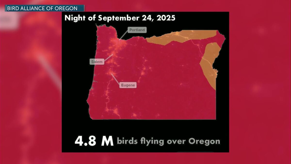 LIGHTS OUT: Oregon Bird Alliance asks you to go dark to help out migrating birds
